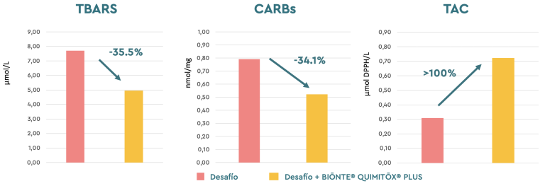 Figura 2. Función antioxidante (µmol/L) en las cerdas primíparas expuestas a las multicontaminación con las micotoxinas en las dos granjas.